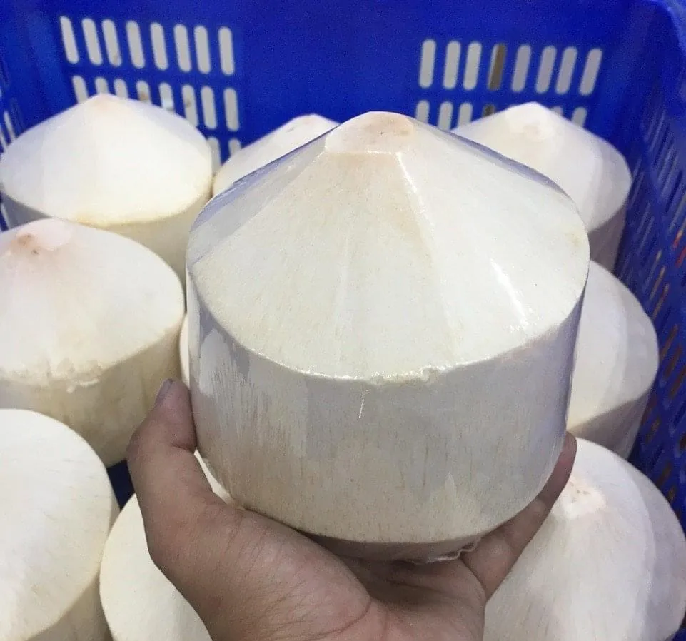 High Quality from TINIMEX Vietnam Fresh Young Coconut Premium Diamond Tropical Shell Style Color