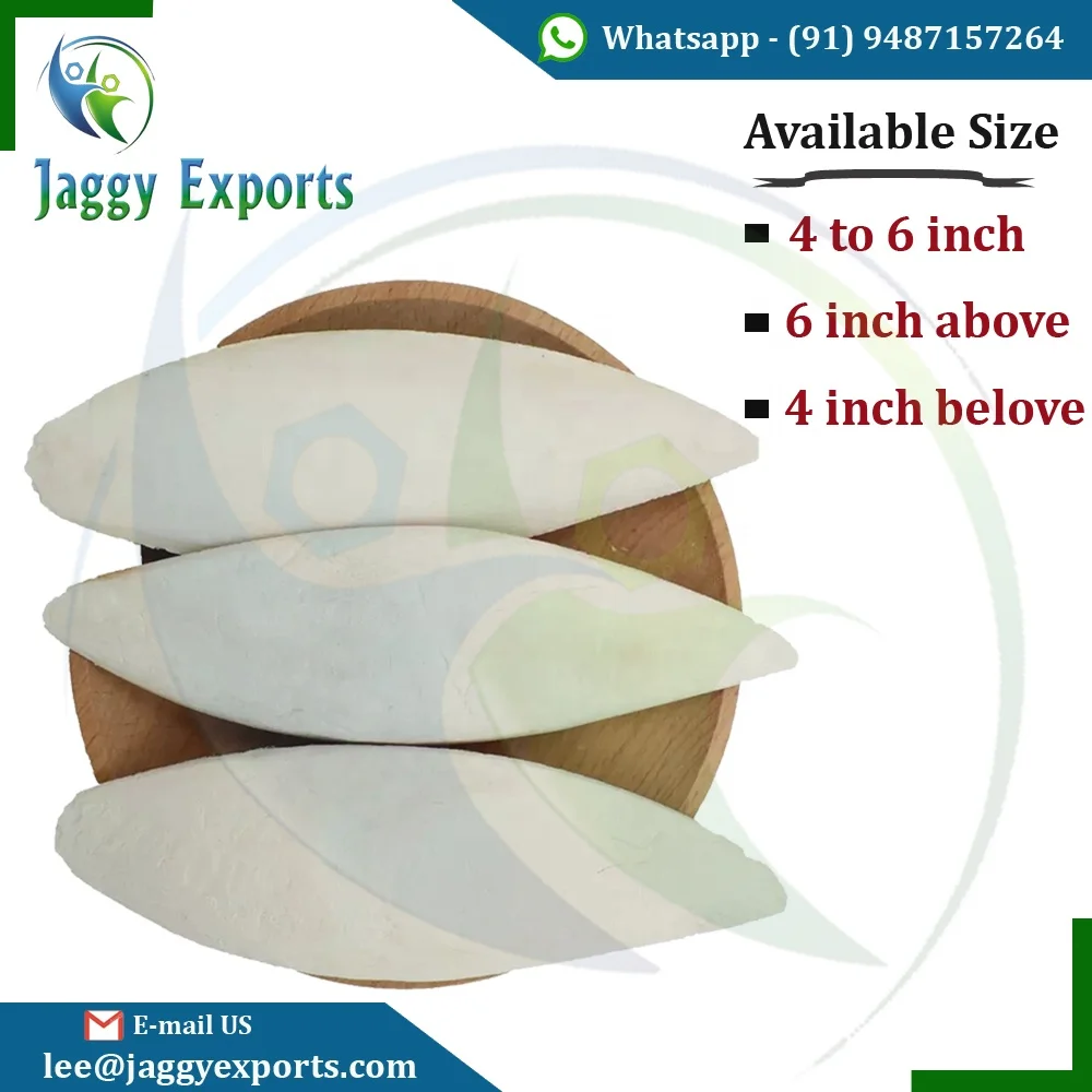 High Quality Dried Sepium  Cuttlebone Sepia Cuttlefish Bone for Parrot