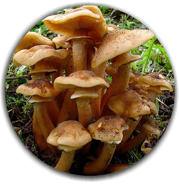 Honey fungus (Armillaria mellea) Natural Wild-growing Wooden mushrooms used by chefs in culinary