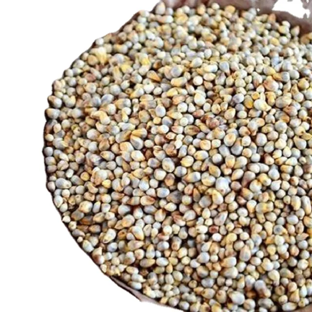 Good Quality Green Millet Available from India