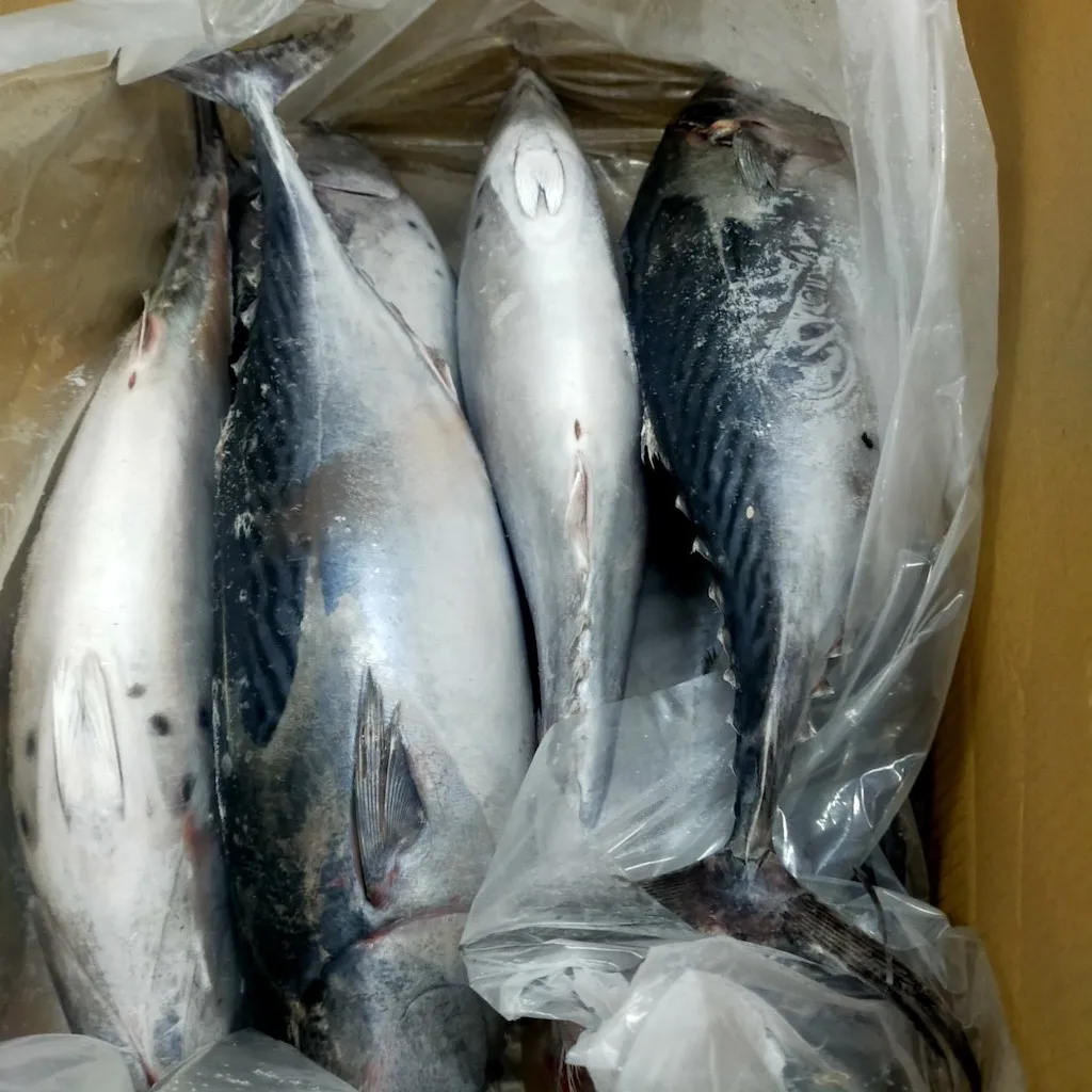 Wholesale Bulk Frozen Whole Bullet Tuna Fish With HACCP GMP Certification From Vietnam Seafood