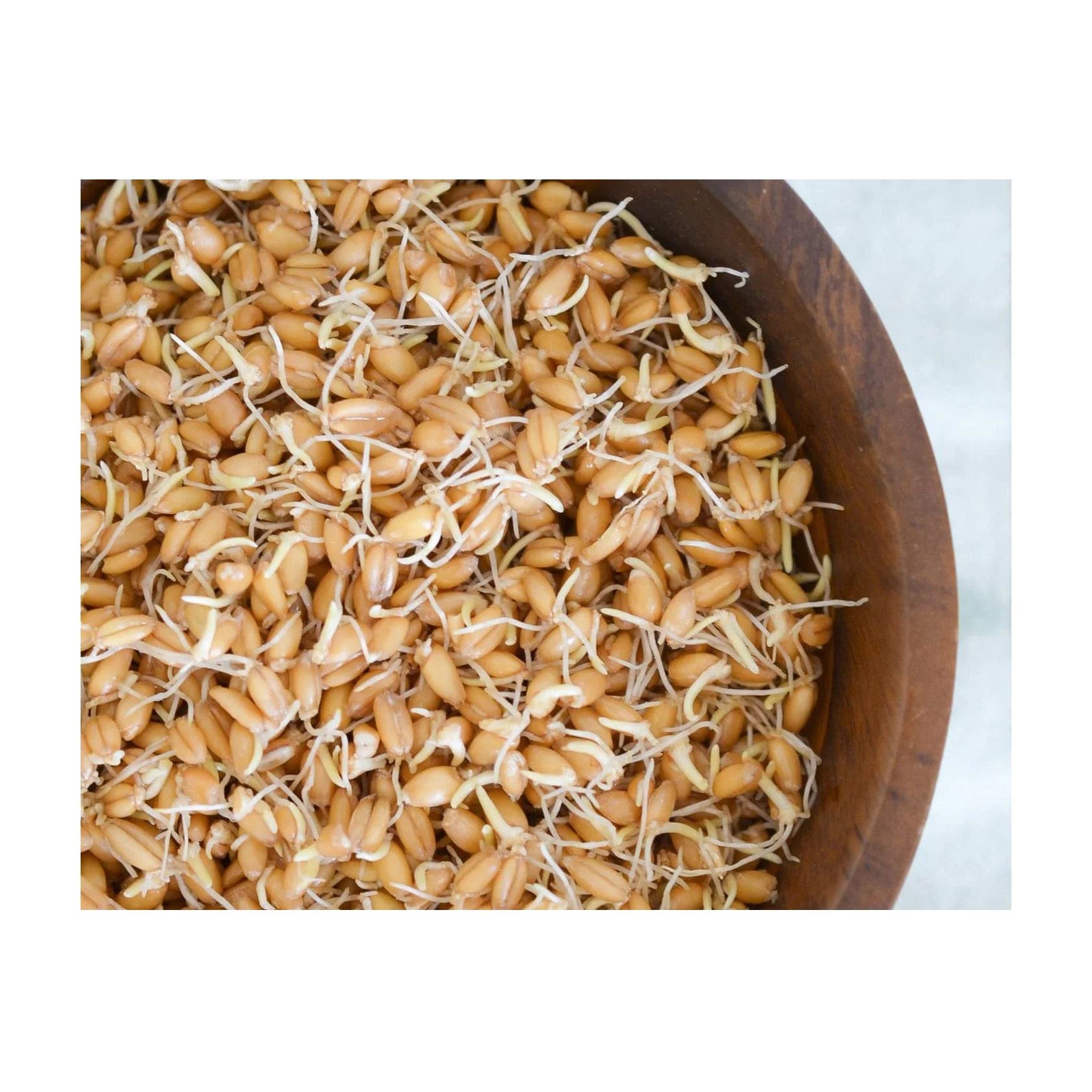 Wholesale Best Price Supplier Barley Malt Sprouts | Malt Grains Sprouts For Horse And Cattle Feed Fast Shipping