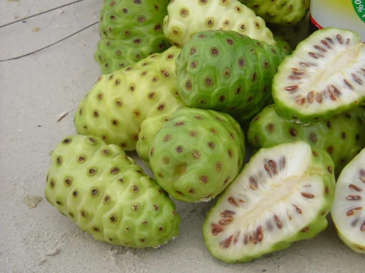 DRIED NONI FRUIT FROM VIETNAM - PREMIUM QUALITY AND COMPETITIVE PRICE - GOOD FOR HEALTH - BEST SELLER