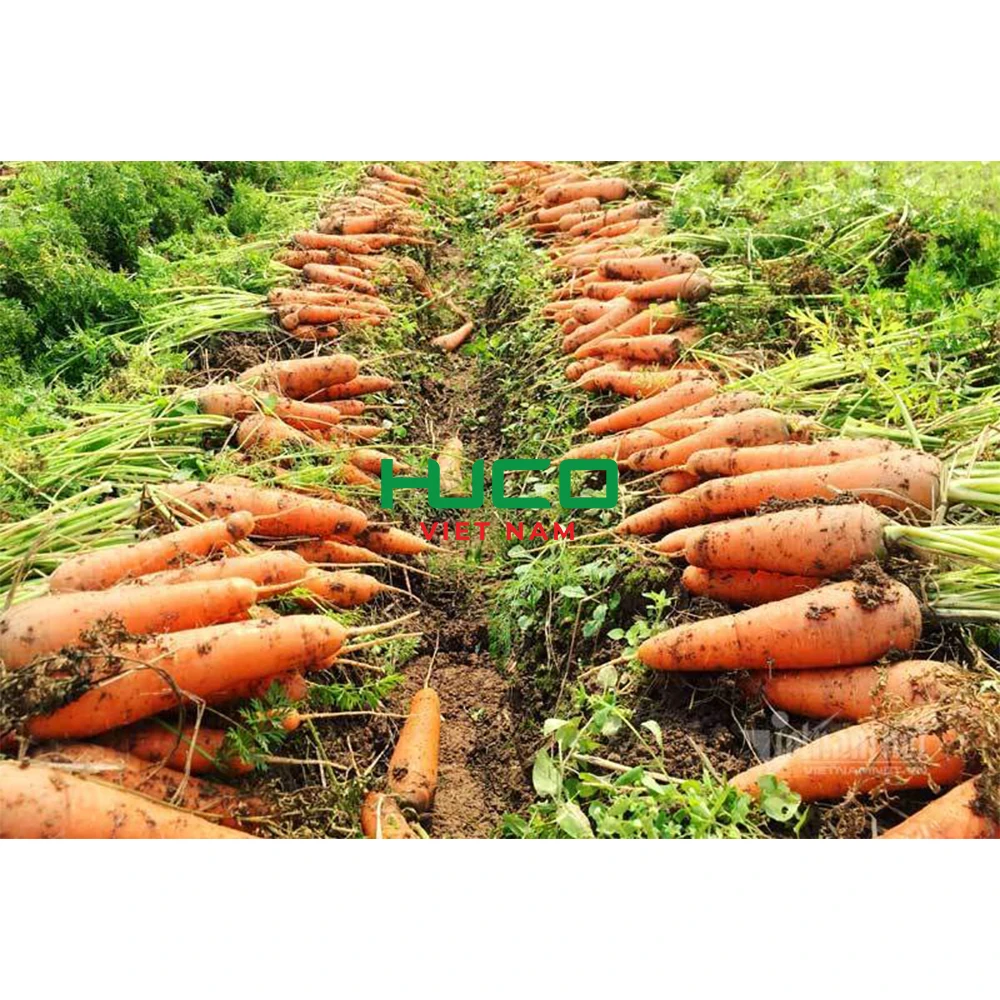 High Quality Fresh Vegetables Common Cultivation orange Natural sweet Fresh Carrot