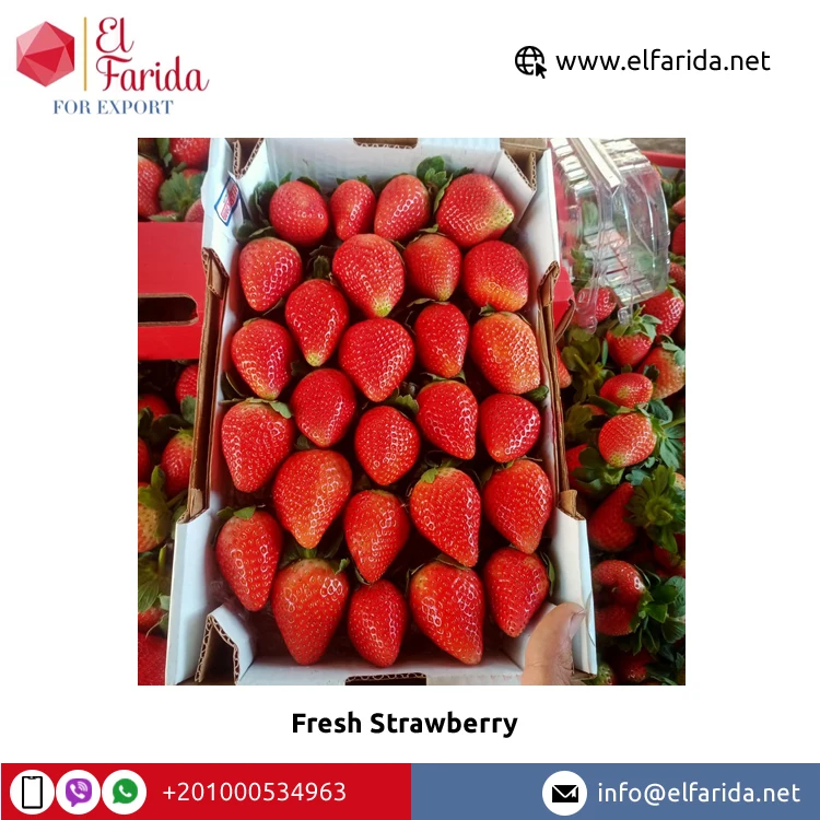 Export Quality Hot Sale Fruits Berries Delicious Sweet Taste Natural Fresh Strawberry for Wholesale Purchase at Bulk Price