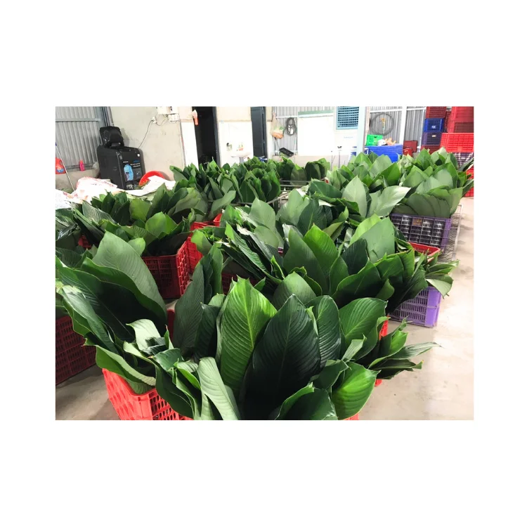 Dong Leaf Eco Friendly Wrapping Traditional Cake In Vietnam Decorating Food For Food Stuff Replace To Plastic Bag Biodegradable