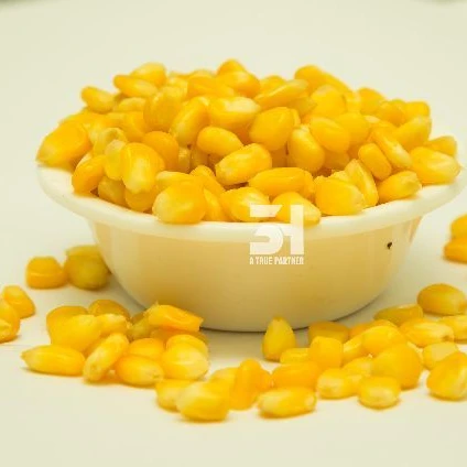 Supplier Of Vegetable From Viet Nam - Sweet Corn Best Quality Cheap Price Ready To Ship
