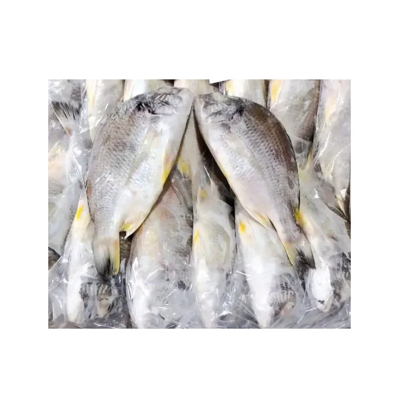 Highest Quality Best Price Direct Supply Black / Red seabream fish from Brazil sea bream Bulk Fresh Stock Available For Exports