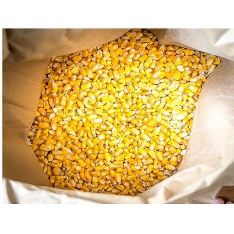 Affordable Dried Yellow Maize Corn, Non-GMO Yellow Corn & White Corn/Maize for Human & Animal Feed