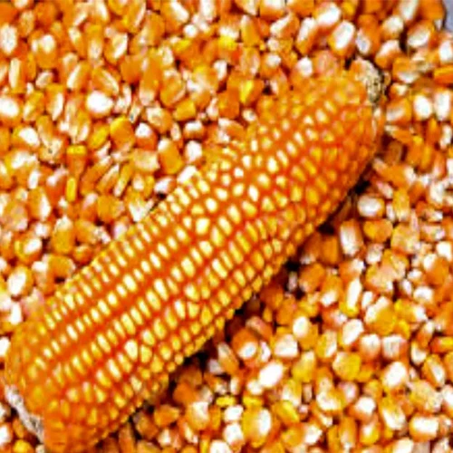 Самые продаваемые цены, высокое качество, супер свежесть и высокая сладость, Органическая кукуруза, поставка в производстве Bulks