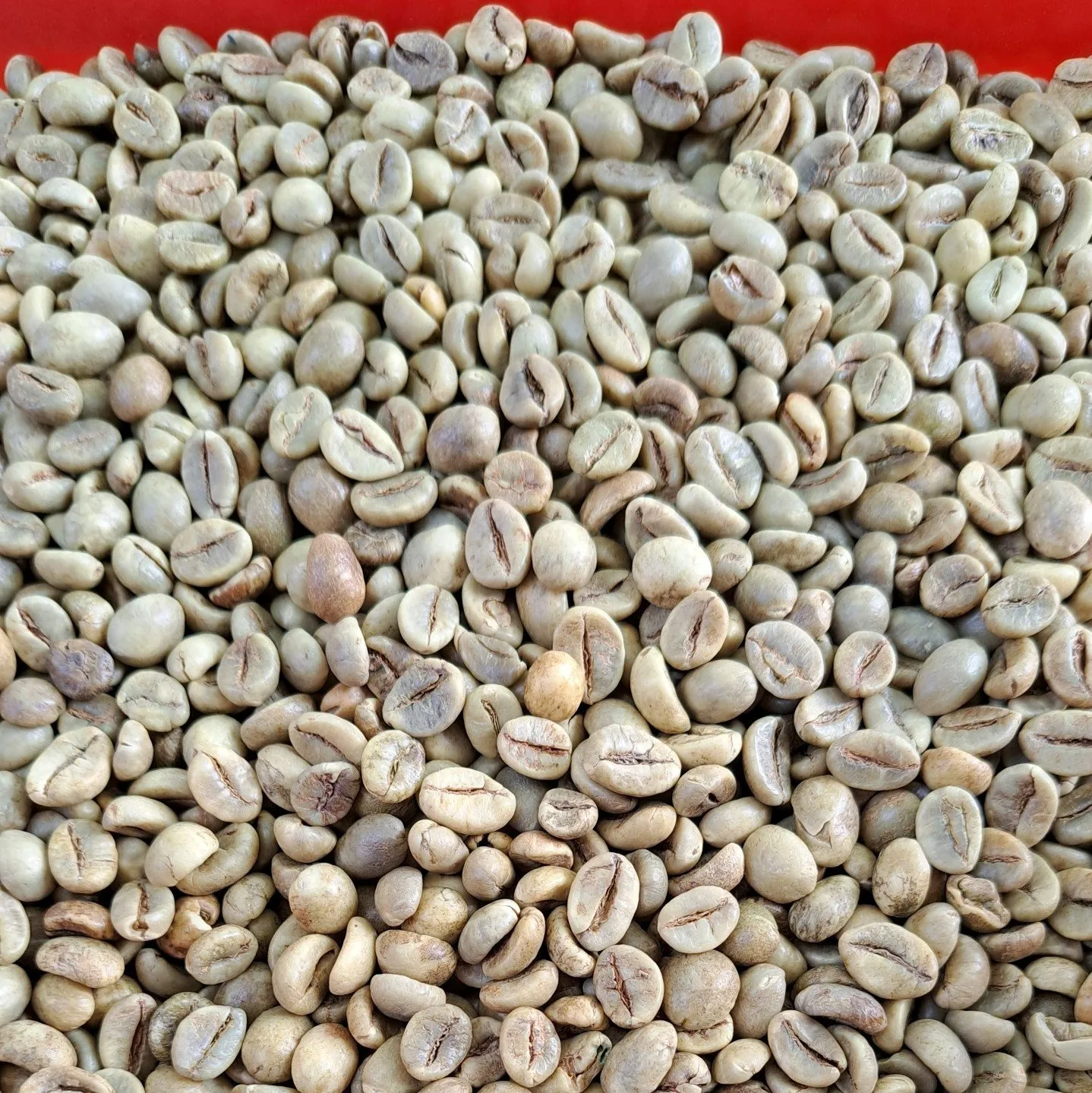 Robusta Coffee Beans 18 обжаренные кофейные бобы Vietnam дешевые оптом для