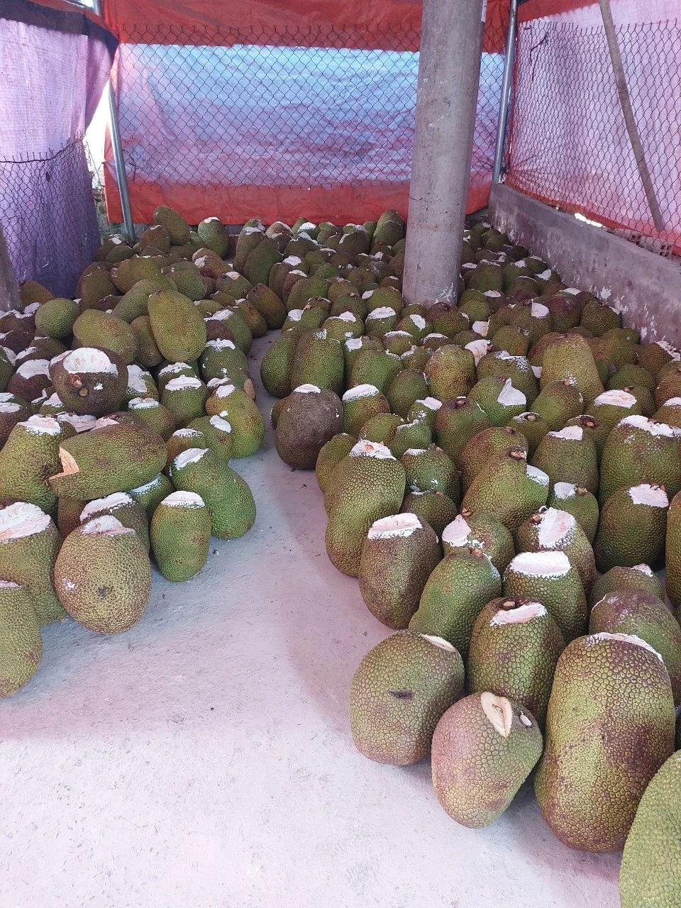 Замораживаемый процесс IQF Премиум качество 100% органические замороженные фрукты Jackfruit Высокое качество/замороженные фрукты Вьетнам