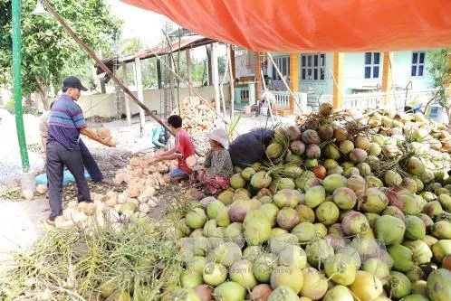 Кокосовая вода NAM HOM из Таиланда обрезанная молодая зеленая Высококачественная Алмазная тропическая Сладкая тайская