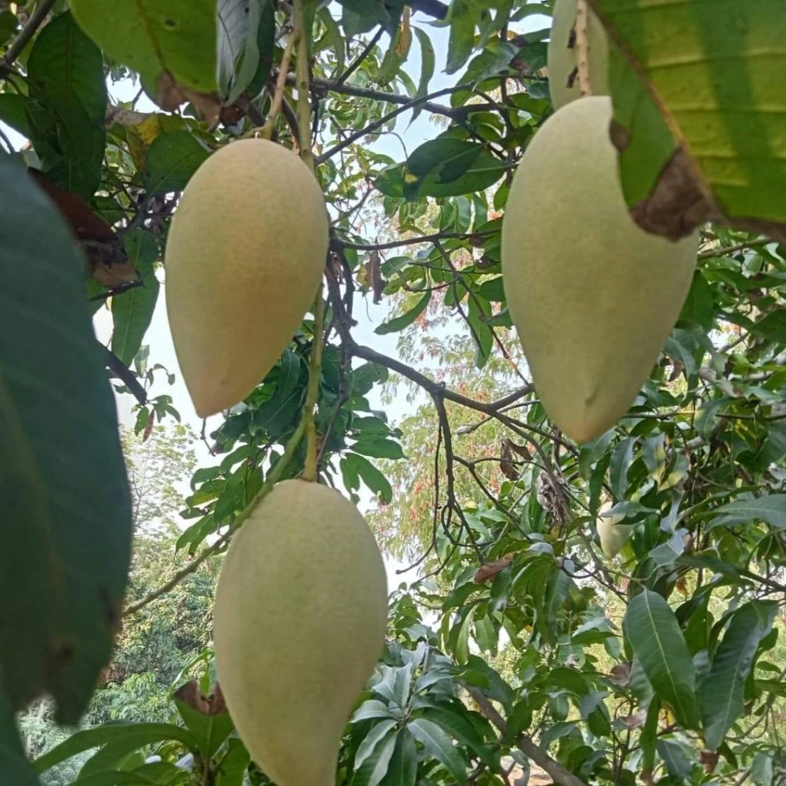Golden Mangos Fresh Mango Sweet and Delicious Premium Quality and Natural 100% Picked from Thailand Farms