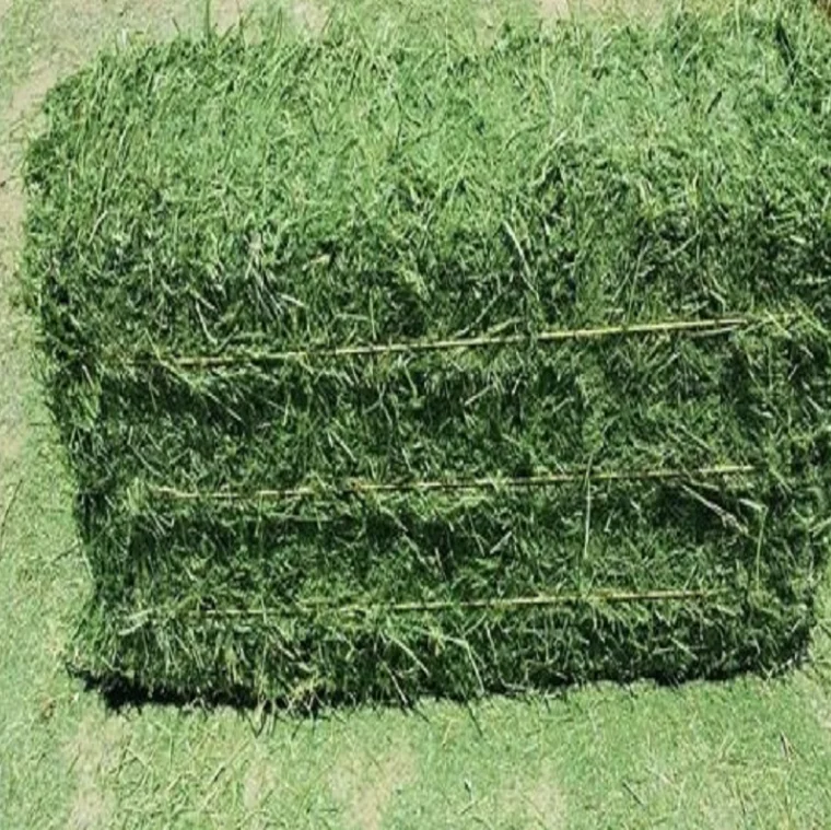 High Protein Rhodes Grass Hay and Alfalfa Hay Animal Feed