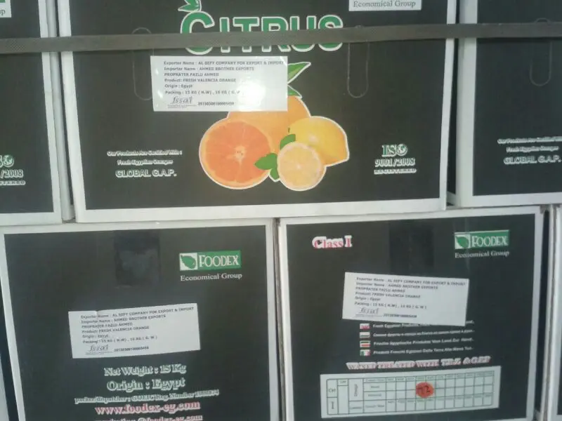 Egyptian navel Orange to India