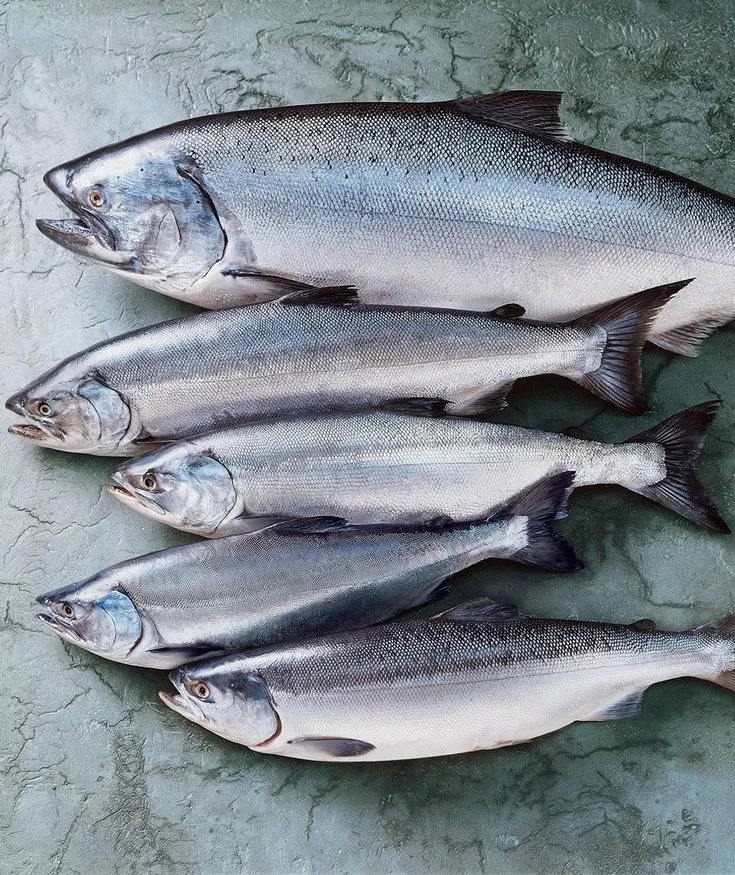 Premium frozen capelin fish for sale