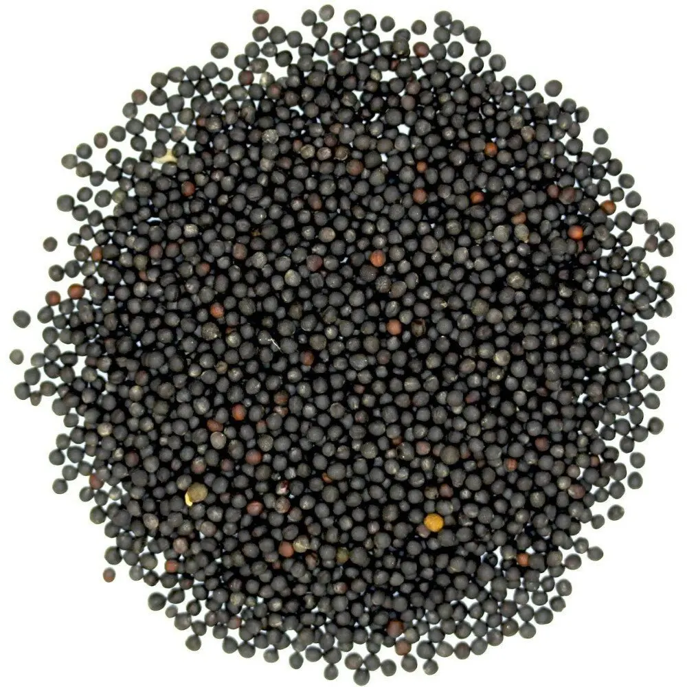 Wholesale Prices Rapeseed Canola Seed Price Rape Seed Canola Seeds for Sale