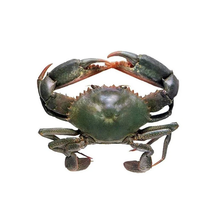 Fresh Frozen and Live Mud Crabs Red King Crabs Soft Shell Crabs Blue Crab-Whole Style Dried Variety Swimming Crab