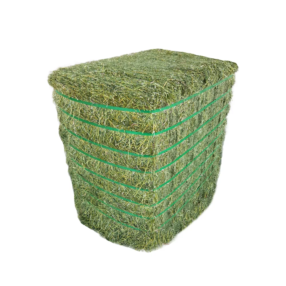High Grade Alfalfa Hay in Bales Super Quality Dried Animal Feed Additive for Cattle Horses Fish Sheep Wholesale Available