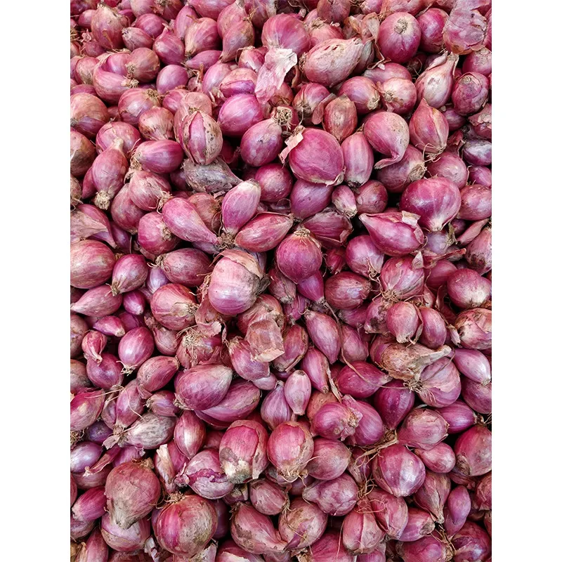 100% Made From Real Onion White Seasoning Powder Perfect For Homemade Soup and Fries Premix Bulk Sale