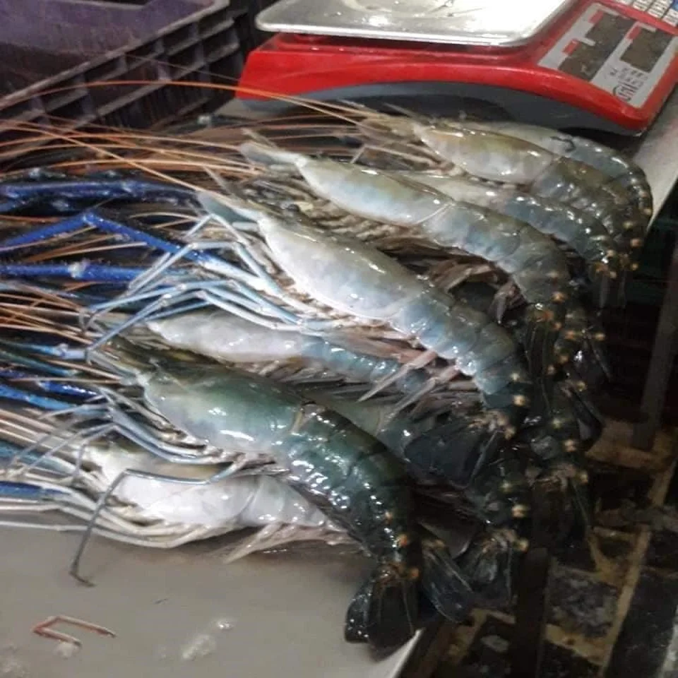 New Arrival Fresh Frozen Shrimp Wholesales Cheap Price Scampi Sea Scampi Prawn Tiger Pawn Black Tiger Pawn Shrimp from BD