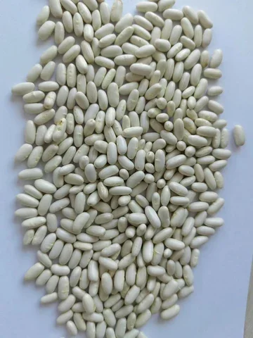 Wholesale Price Natural White Kidney Beans