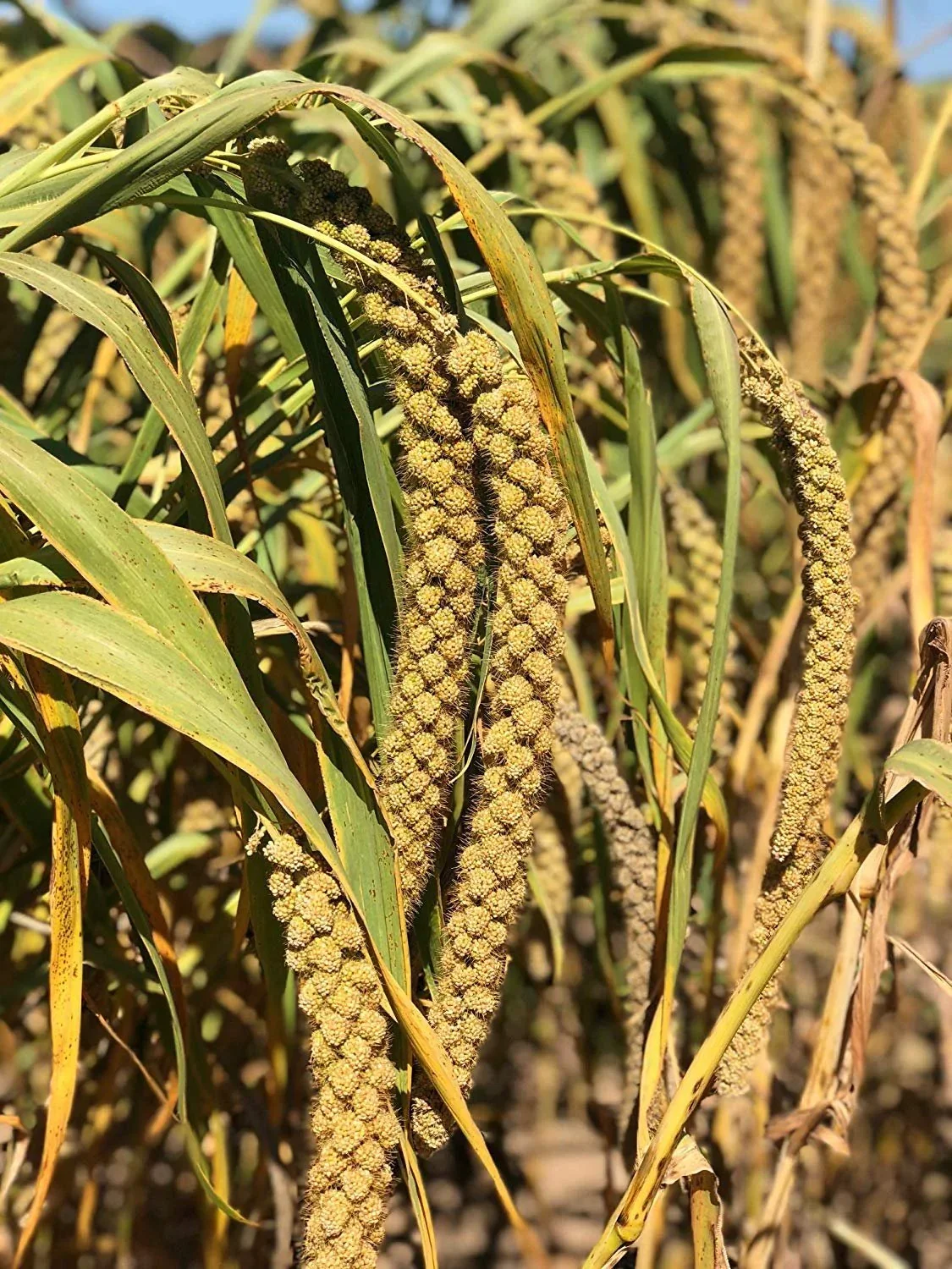 BEST PRICE! Yellow Millet Spray China Origin for Bird feeding Wholesale Bird Food Yellow Millet Spray BULK Dried Millet Spray