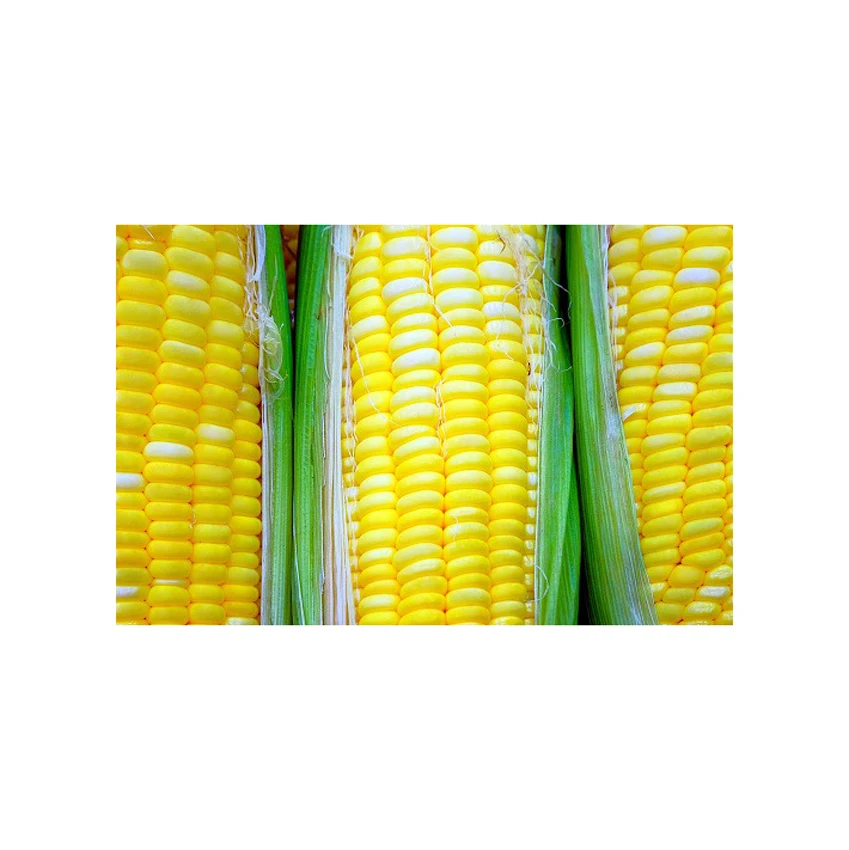 100% Natural Dried Yellow Corn for Ready to Eat Instant Food