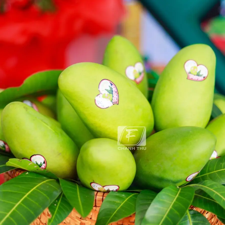 Mango Green Color Mango Common Cultivation Type Sweet Taste Mango Export From Vietnam