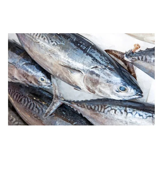High Quality Sea Frozen Fish Whole Round Bonito Tuna Skipjack For Export Seafood Frozen Whole Round Bonito Tuna Fish Skipjack