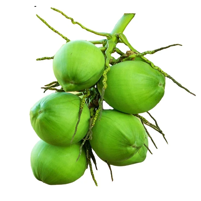 Кокосовый орех Франция хорошая