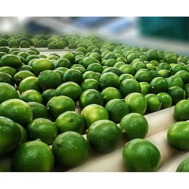 Wholesale Organic Green Lemon GREEN LIME SEEDLESS LIME