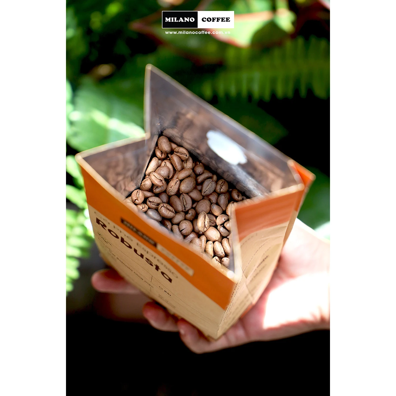 Wholesale Medium Roasted Robusta Espresso Coffee Beans For Daily Drink Custom Package Orders Produced In Vietnam