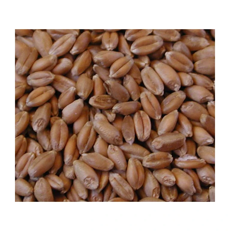 Best Quality Soft Milling Wheat Grain From India Various types; Hard Red Winter, Durum, Soft White