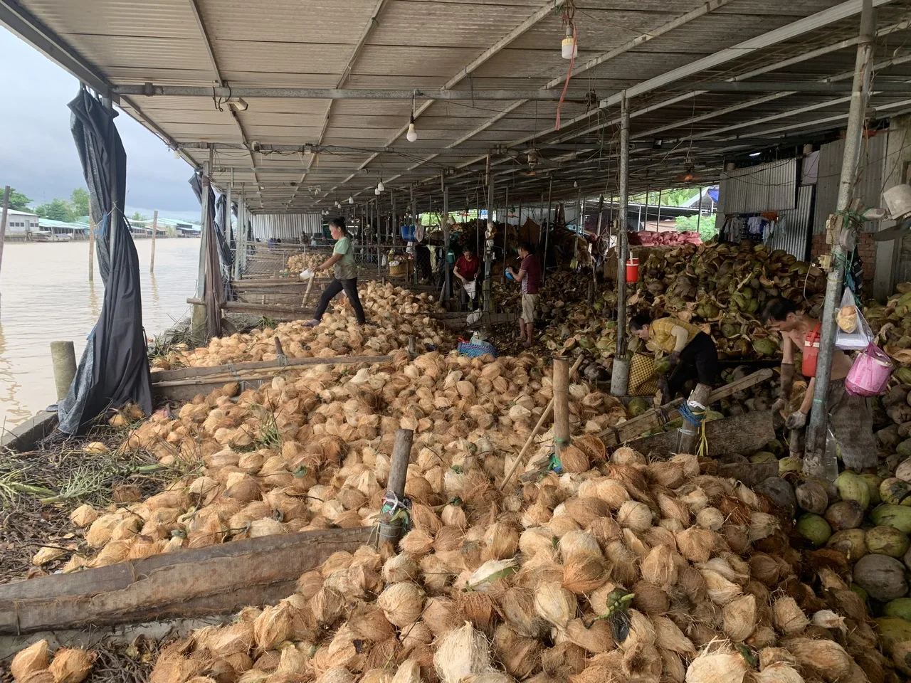 100% Fresh mature coconut in bag Fresh newly harvested made in Viet Nam Phytosanitary Certification Fresh Coconut