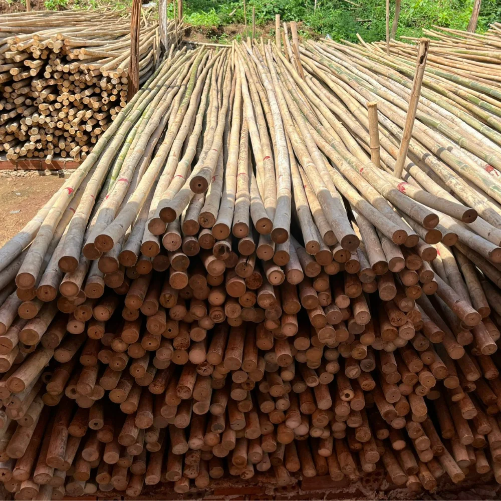 Large Bamboo Poles Trading In Bulk Solid Moso Bamboo For Decor And Construction Packed In Bundles Vietnam Manufacturer