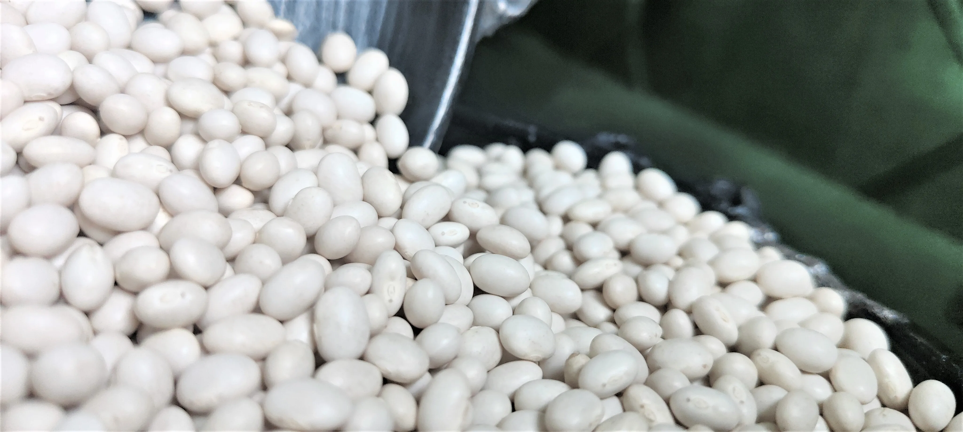 Top Grade Ethiopian White Pea Beans, 2024 Harvest, 420-450PCS, Machine Cleaned & Polished Wholesale Bulk Dried