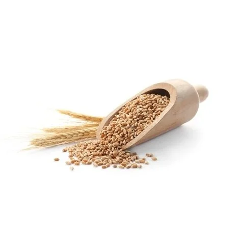 Best Factory Price of Natural Organic Whole Wheat Grains Available In Large Quantity
