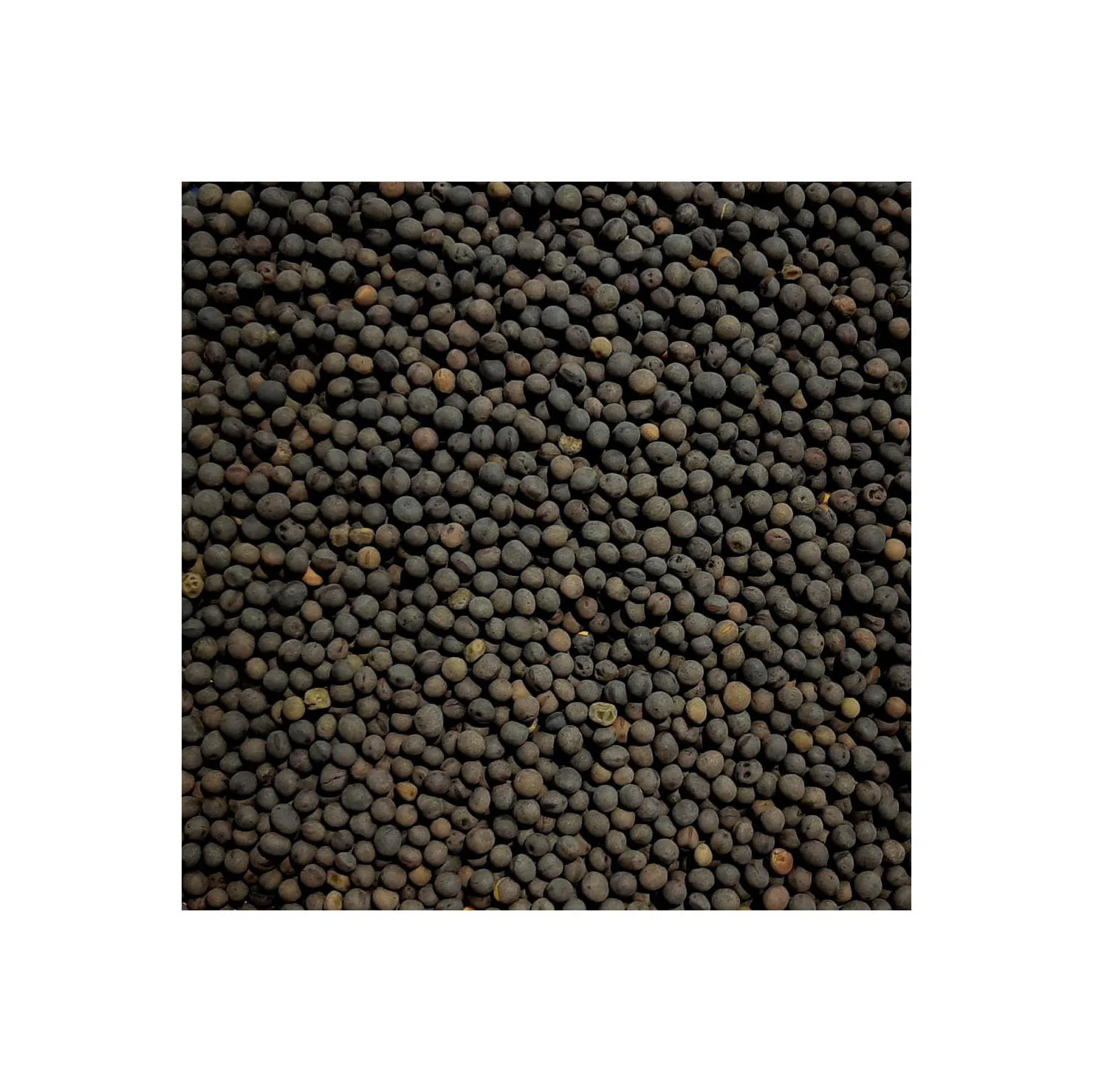 Best Selling Premium Wholesale Vetch Seeds