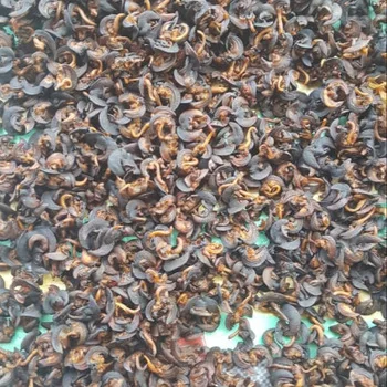 TOP QUALITY FRESH EDIBLE SNAILS/DRIED SNAIL/FROZEN SNAIL