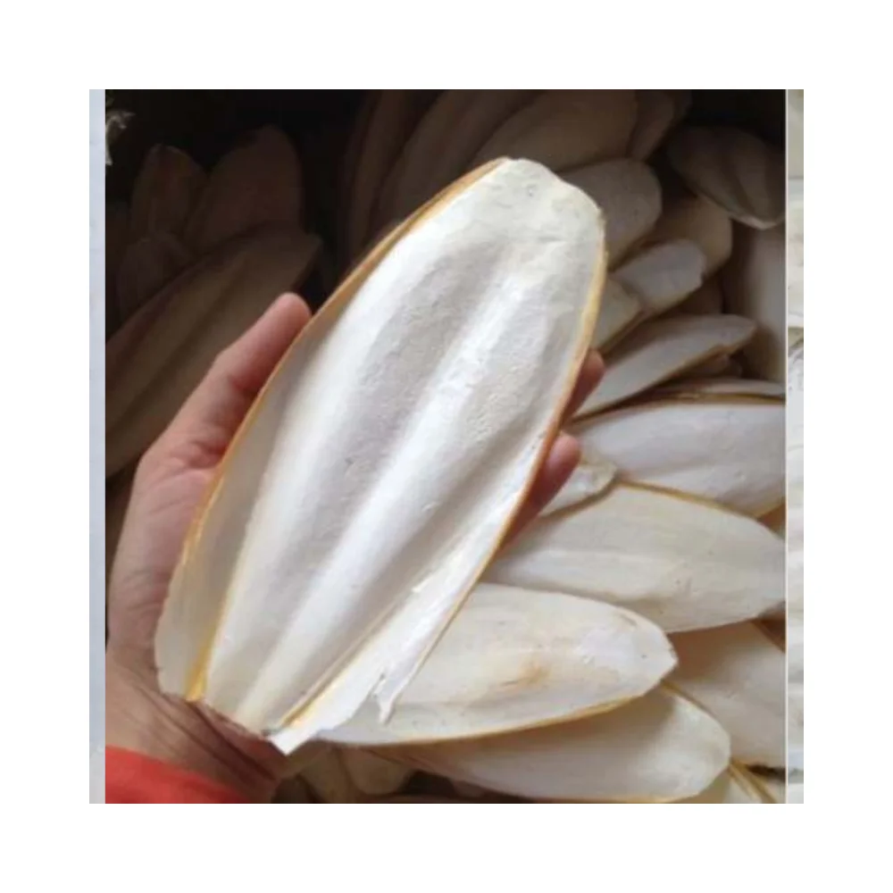Natural Sun Dry Cuttlebone For Birds and Reptiles High Quality Dried Cuttlefish Bone For Animal Feed from supplier in Vietnam
