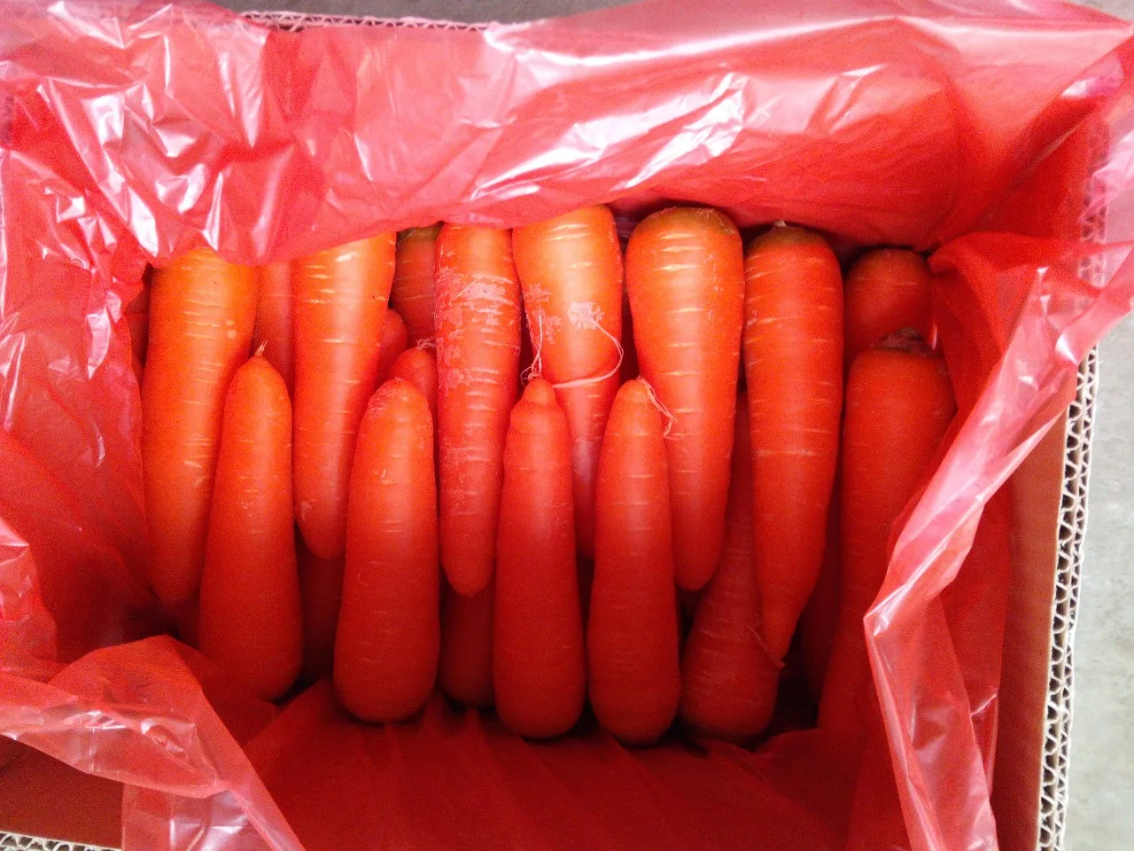 Professional Vietnam Carrot Supplier Rich Quality Bulk Selling Fresh Red Carrots at Wholesale Price