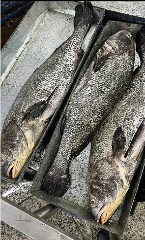 China Farms Fish Brown Croaker Gutted & Scaled 4-8kg Export Frozen Brown Croaker Fish