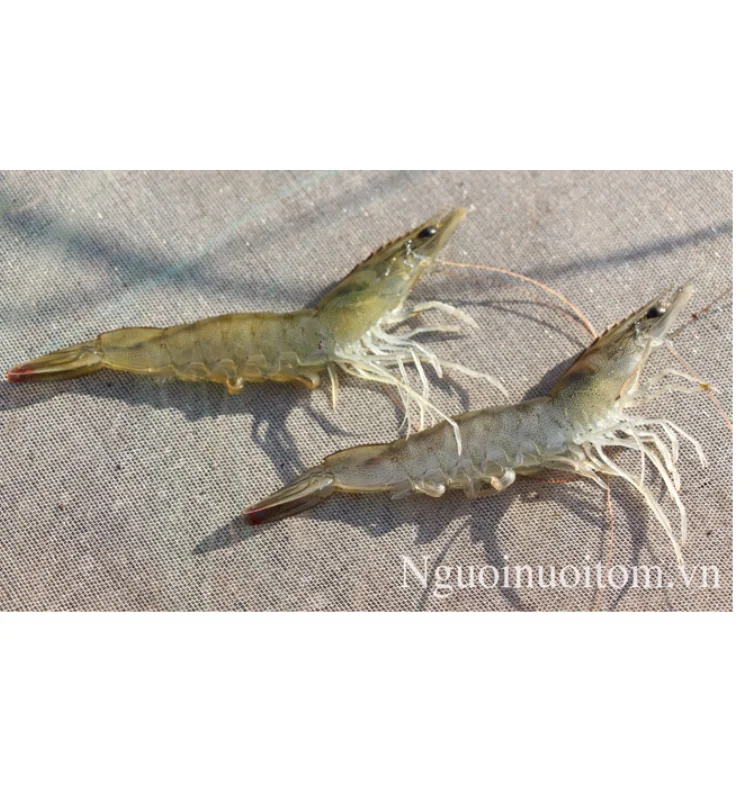 Продажа свежих замороженных креветок/креветок Vannamei от малого до большого размера/высокого качества