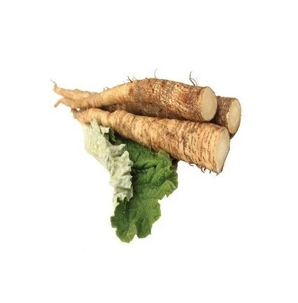 Top Quality Fresh Vegetables Burdock Root For Sale At Best Price
