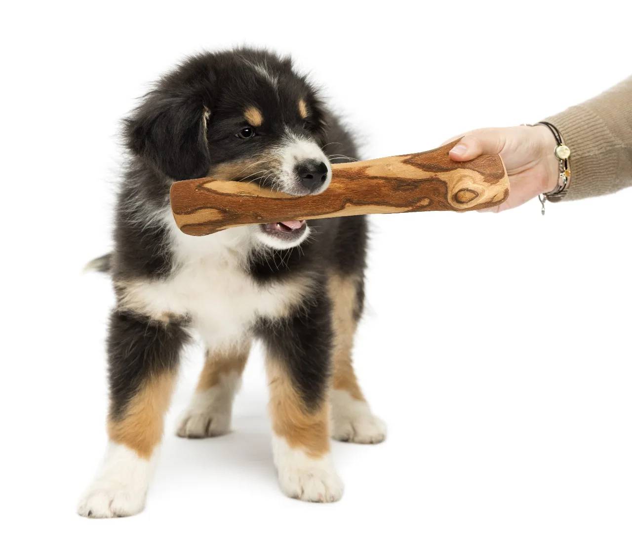 Wholesale Wooden Chewing Bones for Dogs - Dog Chew Bone Toy handmade from Olive Wood - Pet Toys Wood