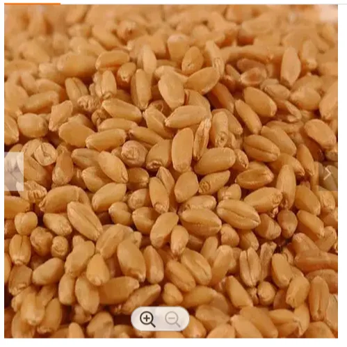 Natural Pure Wheat Dried Grade Grain High Quality Wheat