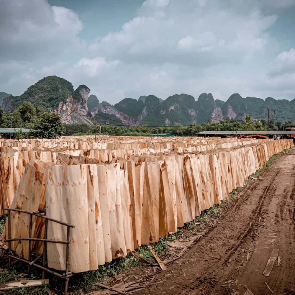 Unfinished Rectangular Wood Boards ARACIA WOOD PEELED BOARD from Viet Nam