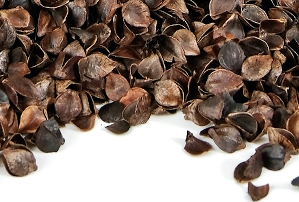 USA Wholesale top quality in bulk buckwheat seeds natural raw grain healthy food buckwheat seeds for consumption